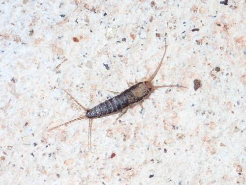 Ctenolepisma sp.